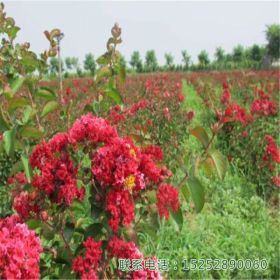 美国紫薇小花苗制作盆景桩景公路庭园造景行道用树绿化苗木