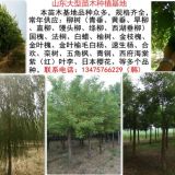 目前13公分鹽柳供應(yīng)基地