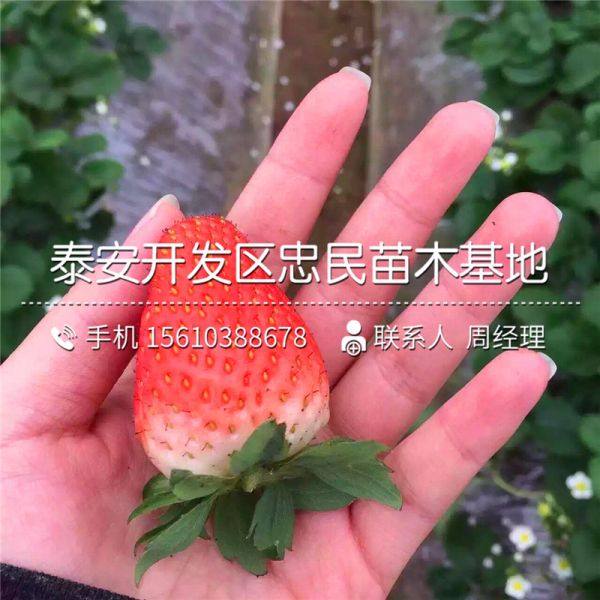 甜查理草莓苗