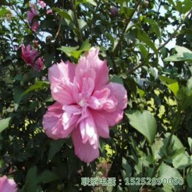 木槿树苗、花苗花篱式绿篱基地