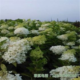 木绣球小花苗、观花树种苗木基地