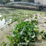 水葫蘆 鳳眼藍(lán) 水浮蓮 基地直供 價格優(yōu)惠