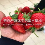 草莓苗哪里有 新品種草莓苗出售 草莓苗多少錢