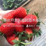 妙香7號草莓苗哪里有賣 2018年妙香7號草莓苗價(jià)格