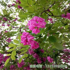 基地出售 香花槐 刺槐 槐树 价格优惠