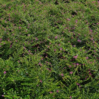 雪茄花