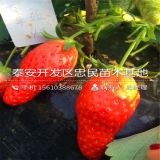 2018年甜寶草莓苗價(jià)格 甜寶草莓苗批發(fā)多少錢