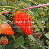 奶油草莓苗出售、新品種奶油草莓苗、奶油草莓苗多少錢一棵