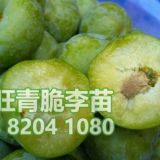 青脆李樹(shù)苗,青脆李苗,青脆李子苗哪里有賣