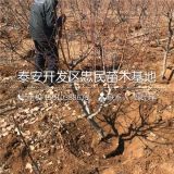 山东桃树苗基地、桃树苗批发多少钱