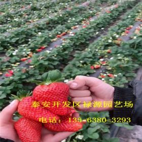 宝交草莓苗报价 宝交草莓苗价格多少