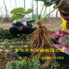 中莓3号草莓苗 脱毒二代草莓苗基地