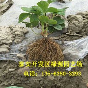 早熟草莓苗 中莓6号草莓苗露天可以种植吗