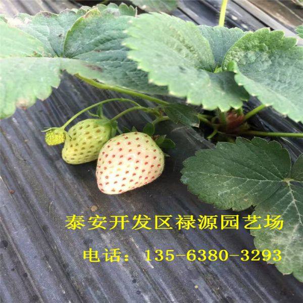 麦特来草莓苗