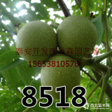 供應核桃樹成苗 優(yōu)質8518核桃樹成苗 規(guī)格齊全 質優(yōu)價好