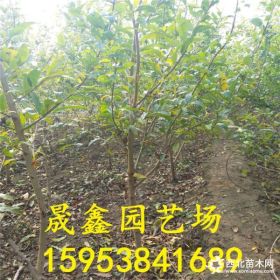 哪里有卖甜石榴苗的 石榴苗基地 哪里卖的石榴苗好