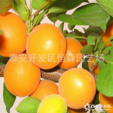 基地種植凱特杏樹(shù)成苗 掛果杏樹(shù) 產(chǎn)量高價(jià)格好