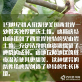 美國考密斯梨樹 紅啤梨樹苗 成苗 規(guī)格全價(jià)格好