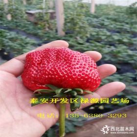 2018年梦香草莓苗价格 梦香草莓苗出售