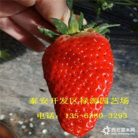 2018年章姬草莓苗价格 章姬草莓苗批发基地