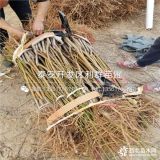 2公分水蜜桃苗、2公分水蜜桃樹苗多少錢一棵