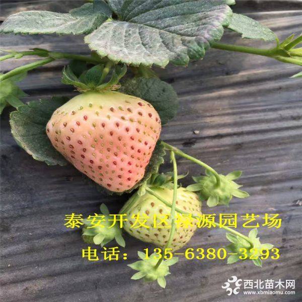 小白草莓苗