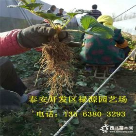 2018蒙特瑞草莓苗报价 蒙特瑞草莓苗多少钱