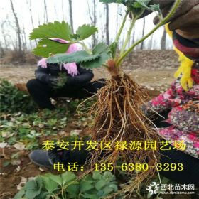 菠萝香草莓苗批发基地 菠萝香草莓苗多少钱一棵