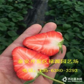 妙香七号草莓苗批发价格 妙香七号草莓苗多少钱