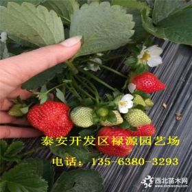 丰香草莓苗批发价格 丰香草莓苗多少钱