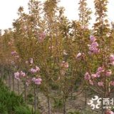 樱花树苗、山东樱花树苗、山东樱花树苗多少钱一棵