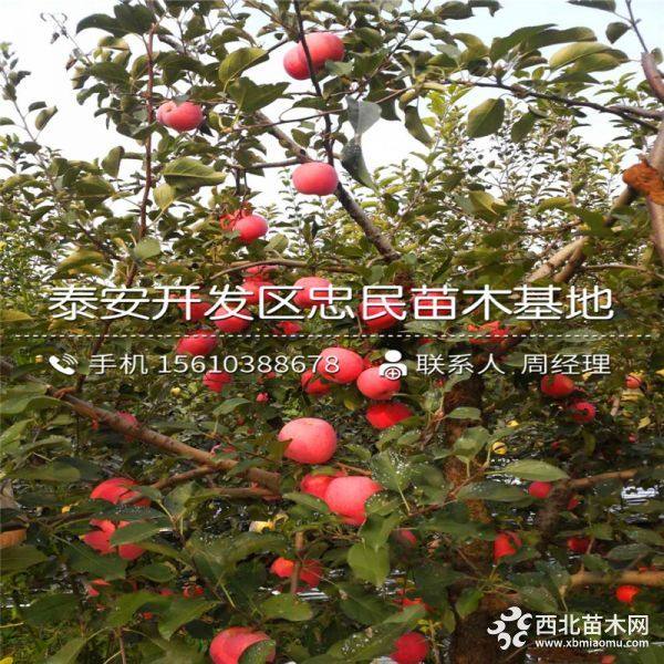 烟福8苹果苗