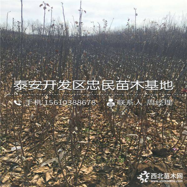 烟福8苹果苗