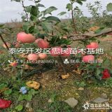 批发矮化苹果苗多少钱、矮化苹果苗价格多少