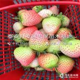 哪里有菠蘿莓草莓苗出售、菠蘿莓草莓苗價格多少