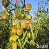 大紅棗樹苗批發(fā)價格多少、大紅棗樹苗哪里有賣的