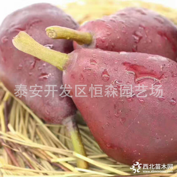 考密斯梨樹