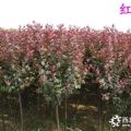 紅葉李報(bào)價(jià)  泰安紅葉李基地