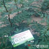 当年花椒苗价格 哪里花椒苗好 花椒苗培育基地