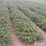 哪里卖的花椒苗好山东花椒苗价格 家椒苗多少钱一棵