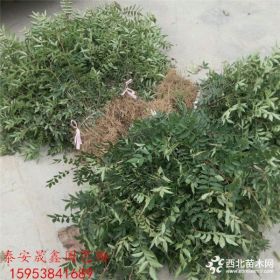 花椒苗栽植技术 花椒芽苗哪里有 大红袍花椒苗价格