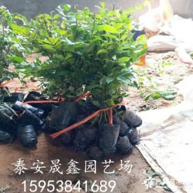 05花椒苗价格 哪里有卖花椒苗的 大红袍花椒苗多少钱一棵