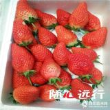 牛奶草莓苗哪里有賣品種牛奶草莓苗