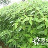 一年生喜樹小苗 米徑2公分喜樹小苗供應