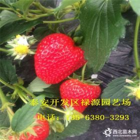 红颜草莓苗什么价格 红颜草莓苗种植基地