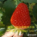 2018牛奶草莓苗报价 牛奶草莓苗价格多少