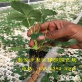 2018白草莓苗报价 白草莓苗多少钱一棵