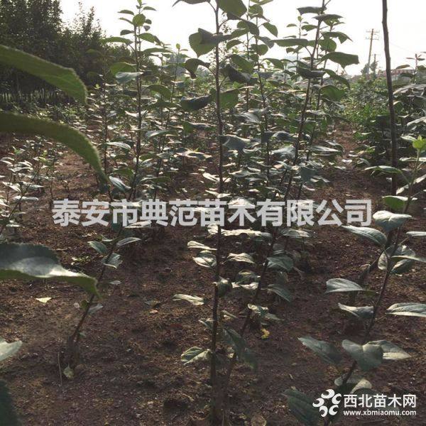 鲁丽苹果苗价格