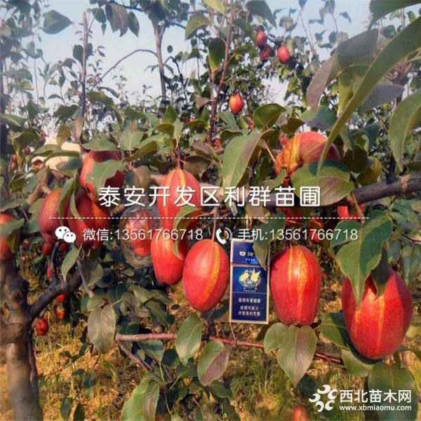 新品種紅梨苗