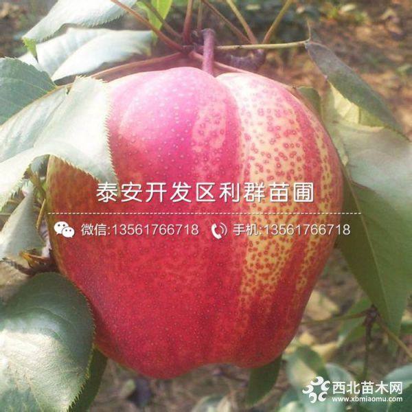 新品種紅梨苗